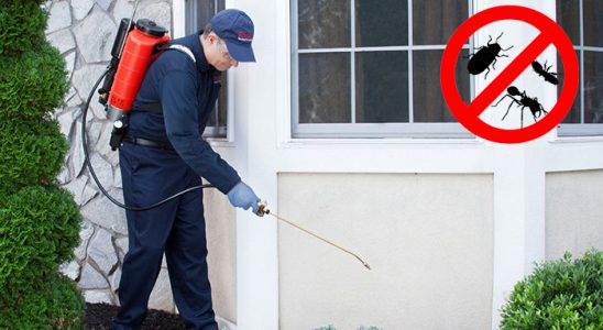 Düzce Gümüşkurt İlaçlama böcek ilaçlama ve haşere kontrolü — ilaclama-tr.com
